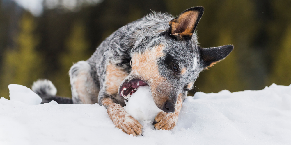 why is my dog eating so much snow